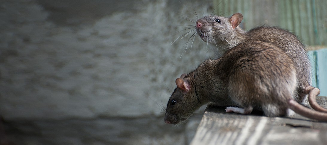 Rodent Proofing Materials