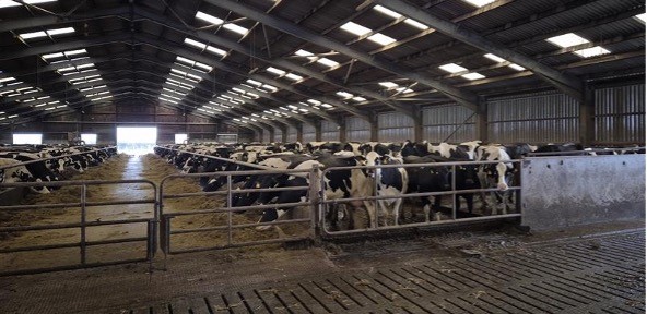 cows in a dairy farm 