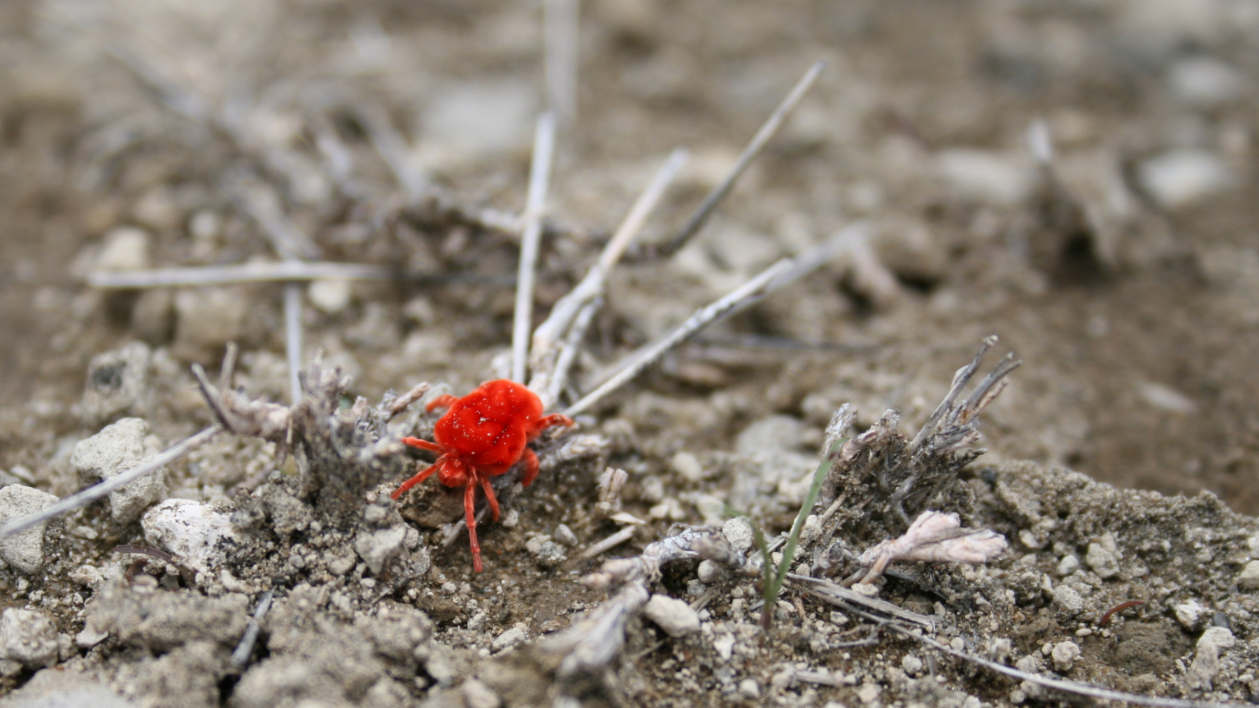 red mite on the ground