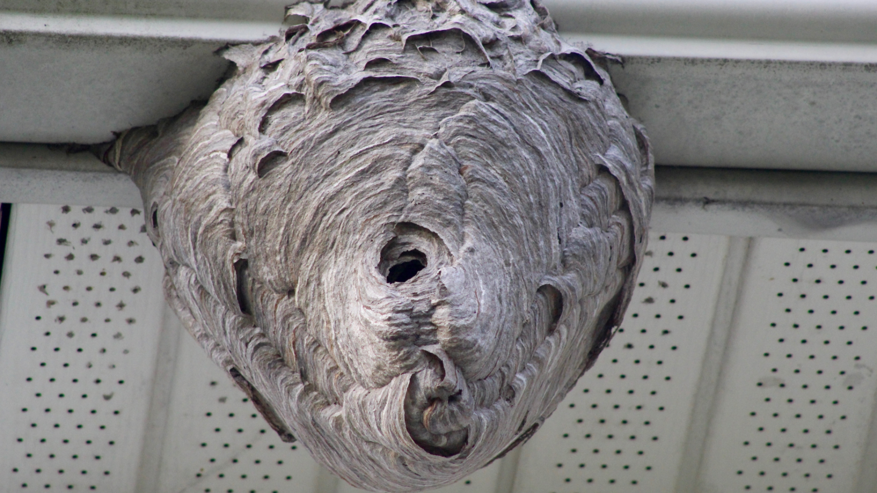 A Wasp Nest attached to a ceiling 