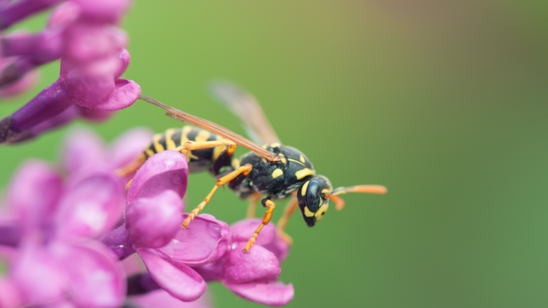 Wasp being a pollonator