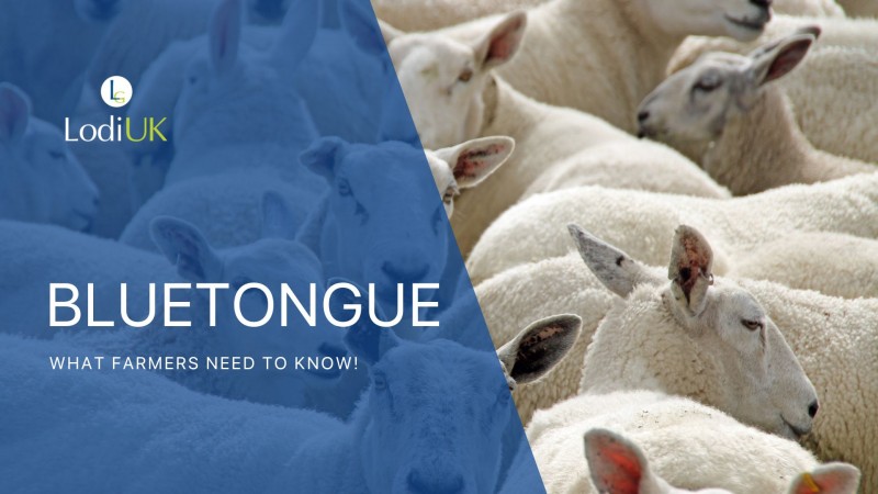 Bluetongue is back in the UK: What Farmers Need to Know!