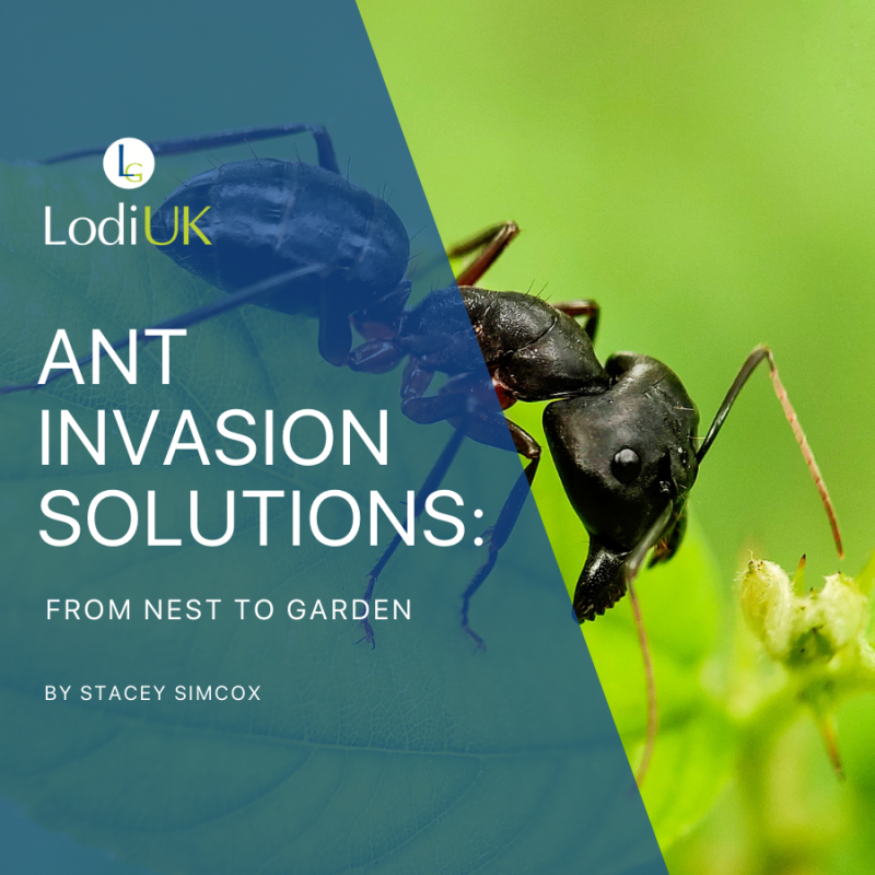 Ant Invasion Solutions: From Nest to Garden