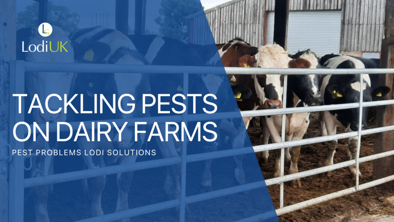 Tackling Pest Problems on Dairy Farms: Comprehensive Solutions from Lodi UK