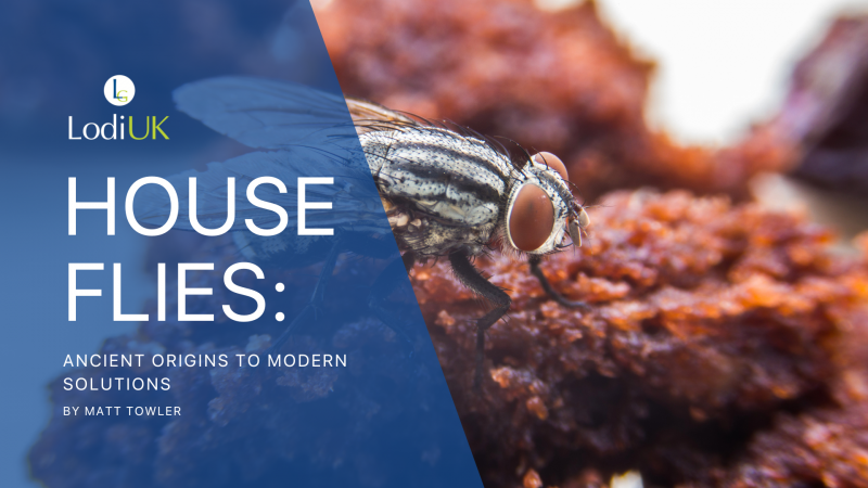 House Flies: Ancient Origins to Modern Solutions