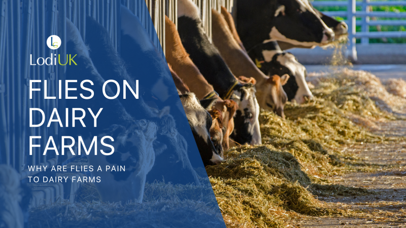 Why Flies love Dairy Farms: Risks and Strategies 