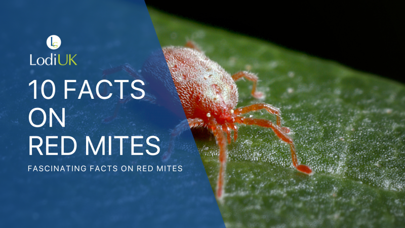 10 Red Mite facts that'll help improve your poultry hygiene