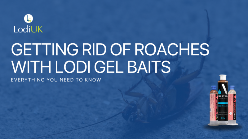 Getting Rid of Roaches with Lodi UK’s Gel Baits