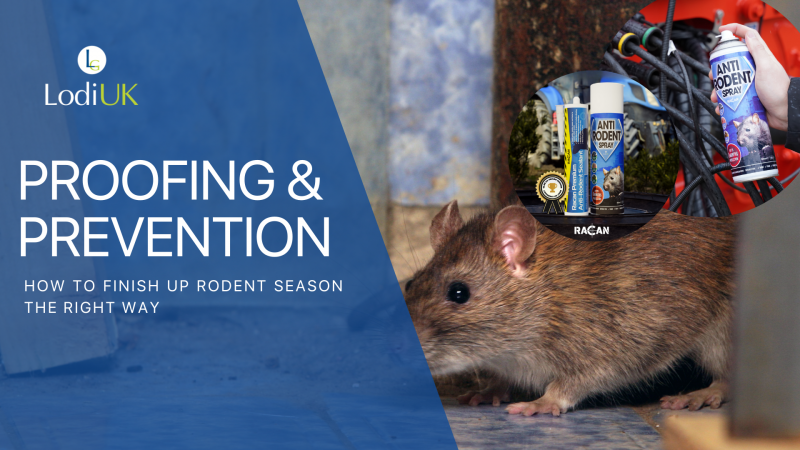 Peak Rodent Season Is Over - But Prevention and Proofing Are Still Essential