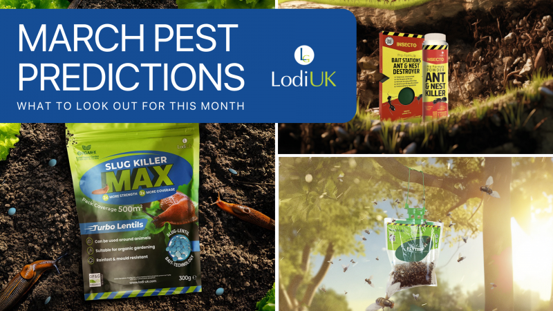 March Pest Watch: How to Tackle Slugs, Flies & Ants