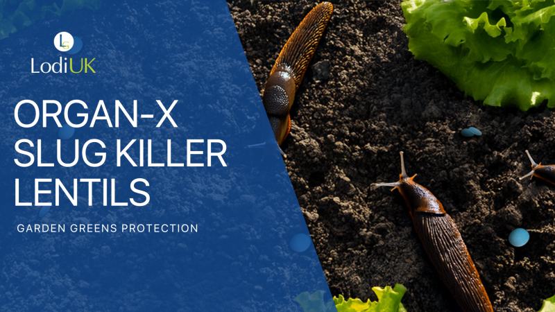 Slugging it out with Organ-X Slug Killer Lentils: The Ultimate Protection for Your Garden