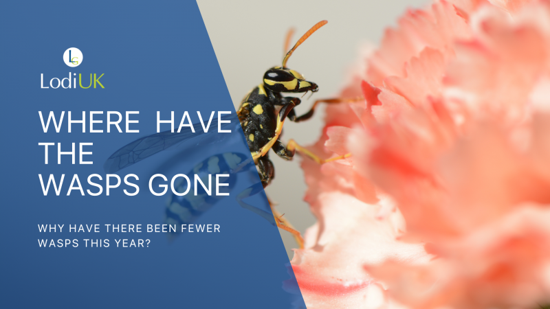 Where have all the wasps gone this summer?