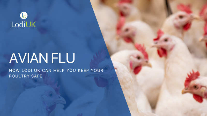 Avian Flu Crisis: How to Protect Your Poultry with Lodi UK