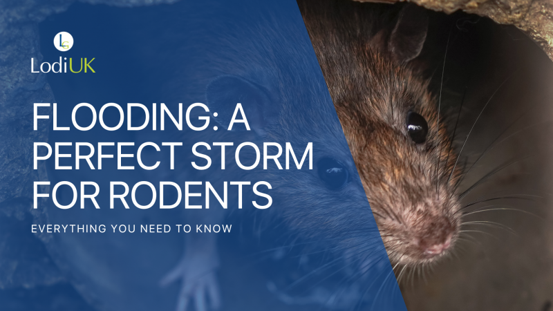 Flooding: A Perfect Storm for Rodent Invasions