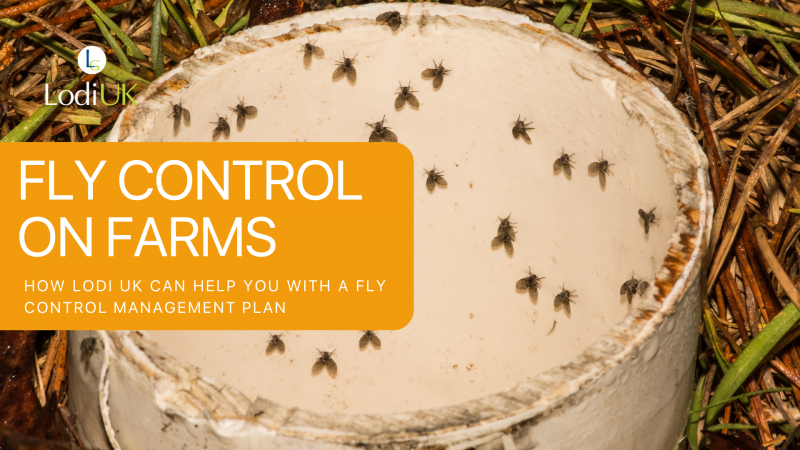 Fly control: Everything you need to know