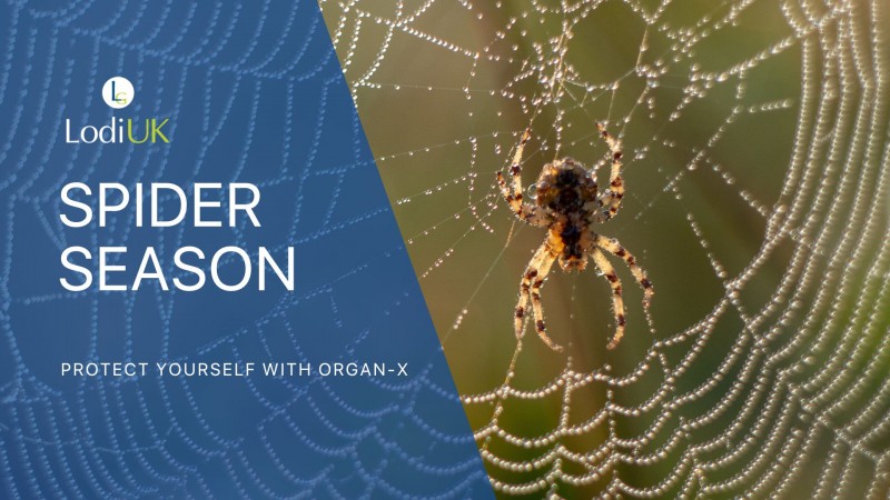 Protect yourself from spider season